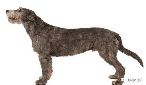 三角洲什么时候处理寻血猎犬(三角洲行动寻血猎犬什么时候修复) 三角洲什么时候处理寻血猎犬(三角洲行动寻血猎犬什么时候修复)